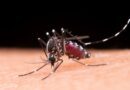 Rimedi naturali per allontanare le zanzare dalle nostre case